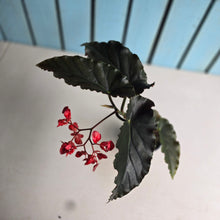 Load image into Gallery viewer, #R486 Begonia Anna Christine
