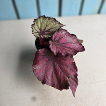Load image into Gallery viewer, #D73 Begonia Sugar Plum Fairy