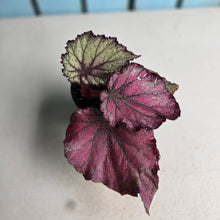 Load image into Gallery viewer, #D73 Begonia Sugar Plum Fairy
