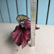Load image into Gallery viewer, #D73 Begonia Sugar Plum Fairy