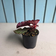 Load image into Gallery viewer, #D73 Begonia Sugar Plum Fairy