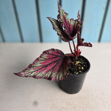 Load image into Gallery viewer, #R105 Begonia Unknown