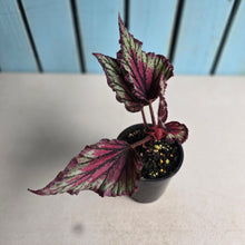 Load image into Gallery viewer, #R105 Begonia Unknown