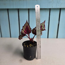 Load image into Gallery viewer, #R105 Begonia Unknown