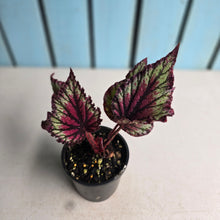 Load image into Gallery viewer, #R105 Begonia Unknown
