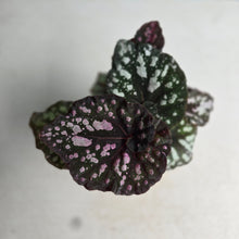 Load image into Gallery viewer, #RJ Begonia Unknown