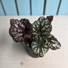 Load image into Gallery viewer, #RJ Begonia Unknown