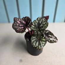 Load image into Gallery viewer, #RJ Begonia Unknown
