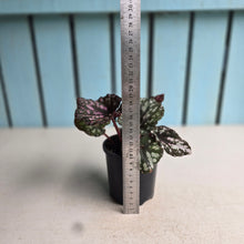 Load image into Gallery viewer, #RJ Begonia Unknown