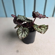 Load image into Gallery viewer, #RJ Begonia Unknown