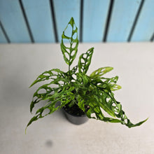 Load image into Gallery viewer, #R45 Four x Monstera Obliqua