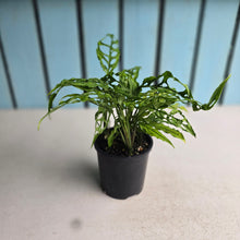 Load image into Gallery viewer, #R45 Four x Monstera Obliqua