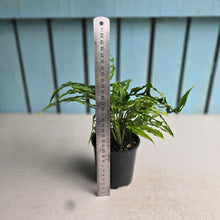 Load image into Gallery viewer, #R45 Four x Monstera Obliqua