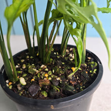 Load image into Gallery viewer, #R45 Four x Monstera Obliqua