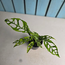 Load image into Gallery viewer, #RD34 Three x Monstera Obliqua