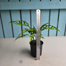 Load image into Gallery viewer, #RD34 Three x Monstera Obliqua