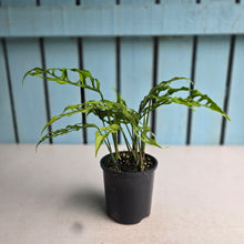 Load image into Gallery viewer, #RD34 Three x Monstera Obliqua