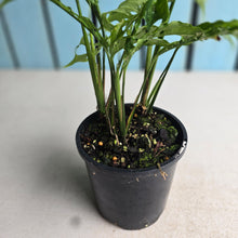Load image into Gallery viewer, #RD34 Three x Monstera Obliqua