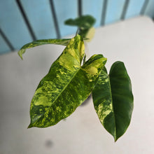 Load image into Gallery viewer, #R3 Variegated Philodendron Burle Marx