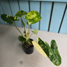 Load image into Gallery viewer, #R3 Variegated Philodendron Burle Marx