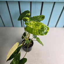 Load image into Gallery viewer, #R3 Variegated Philodendron Burle Marx