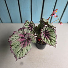 Load image into Gallery viewer, #RB23 Begonia Unknown