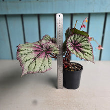 Load image into Gallery viewer, #RB23 Begonia Unknown