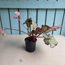 Load image into Gallery viewer, #RB23 Begonia Unknown