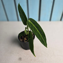 Load image into Gallery viewer, #R117 Anthurium Warocqueanum