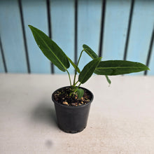 Load image into Gallery viewer, #R117 Anthurium Warocqueanum