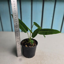 Load image into Gallery viewer, #R117 Anthurium Warocqueanum