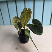 Load image into Gallery viewer, #R24 Two x Headed Pebbled Anthurium Forgetii x