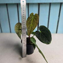 Load image into Gallery viewer, #R24 Two x Headed Pebbled Anthurium Forgetii x