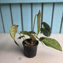 Load image into Gallery viewer, #R24 Two x Headed Pebbled Anthurium Forgetii x