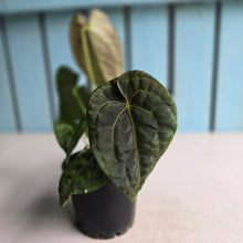 Load image into Gallery viewer, #R24 Two x Headed Pebbled Anthurium Forgetii x