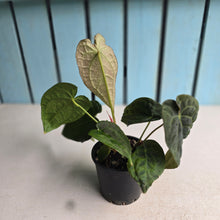 Load image into Gallery viewer, #R24 Two x Headed Pebbled Anthurium Forgetii x