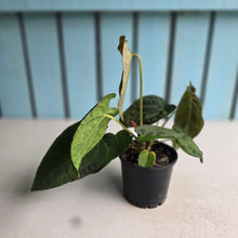 Load image into Gallery viewer, #R24 Two x Headed Pebbled Anthurium Forgetii x