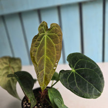 Load image into Gallery viewer, #R24 Two x Headed Pebbled Anthurium Forgetii x