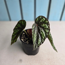 Load image into Gallery viewer, #R4 Begonia Handelii var Prostrata