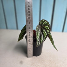 Load image into Gallery viewer, #R4 Begonia Handelii var Prostrata