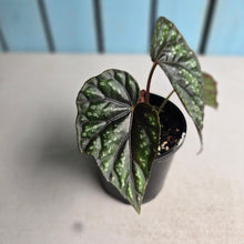 Load image into Gallery viewer, #R4 Begonia Handelii var Prostrata