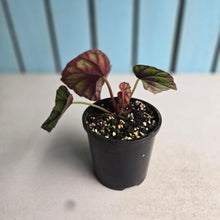Load image into Gallery viewer, #R4 Begonia Handelii var Prostrata