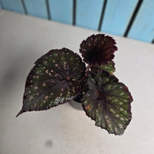 Load image into Gallery viewer, #R28 Begonia Unknown