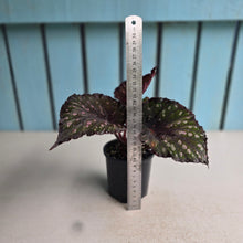 Load image into Gallery viewer, #R28 Begonia Unknown
