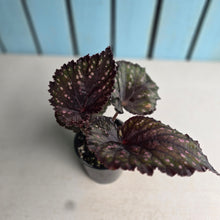 Load image into Gallery viewer, #R28 Begonia Unknown