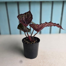 Load image into Gallery viewer, #R28 Begonia Unknown