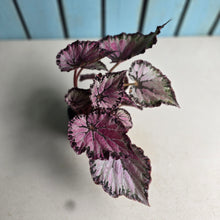 Load image into Gallery viewer, #D448 Begonia Unknown