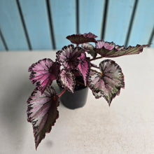 Load image into Gallery viewer, #D448 Begonia Unknown