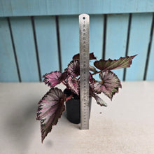 Load image into Gallery viewer, #D448 Begonia Unknown