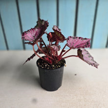 Load image into Gallery viewer, #D448 Begonia Unknown